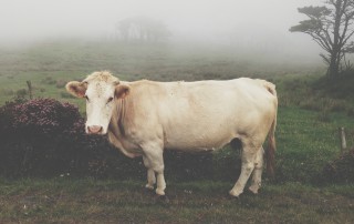 Lonesome Cow