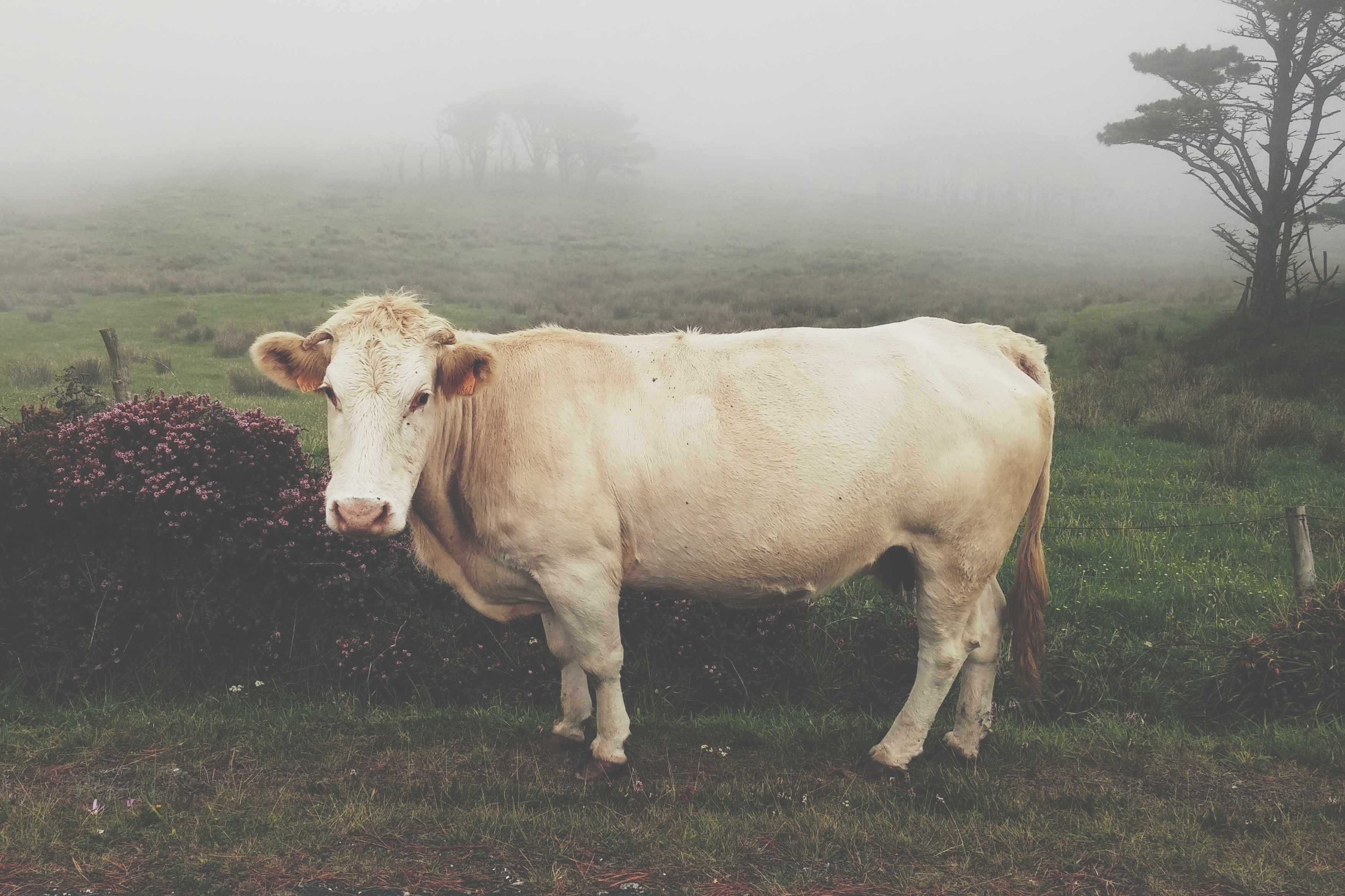 Lonesome Cow